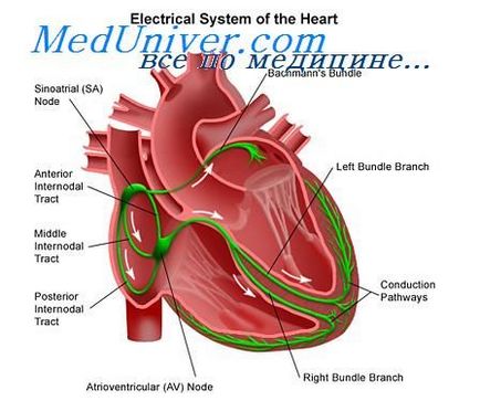 Fularul atrial