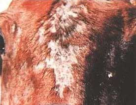 Trichophytosis de animale de fermă, omedvet