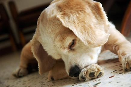 Трофічні виразки у собак причини, симптоми, лікувальна терапія