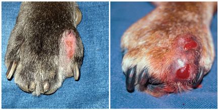 Ulcerul trofic la câini cauzează, simptome, terapie medicală