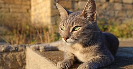 Зворушлива історія Сандри - сірої кішки з смарагдовими очима