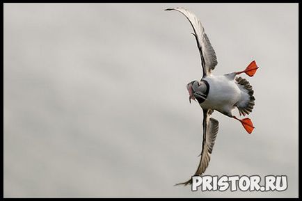 Deadlock bird - fotografie, descriere, fapte interesante