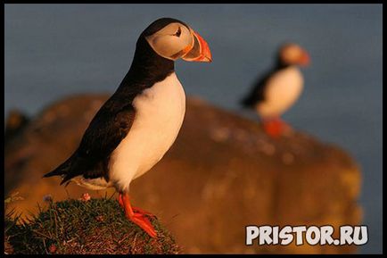 Deadlock bird - fotografie, descriere, fapte interesante