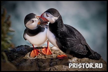 Deadlock bird - fotografie, descriere, fapte interesante