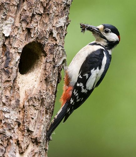 Caracteristici uimitoare ale creierului, științei și tehnologiei animalului