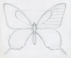 Lecțiile de desen vor răspunde la întrebarea cum să desenezi un fluture în creion și în culori, cursuri de artă academică
