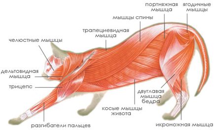 Вуса, лапи, хвіст - ось мої документи