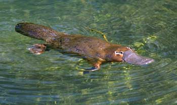 Platypus cu coada și ciocul de rață