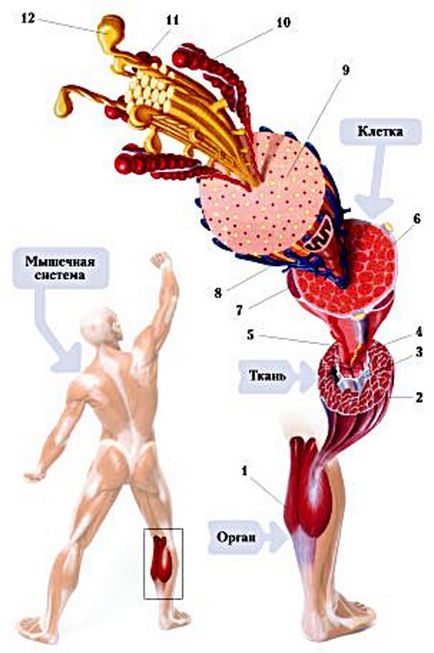 Oboseala musculară 1