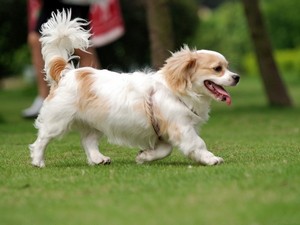 Kezelés és karbantartás A Cavalier King Charles spániel