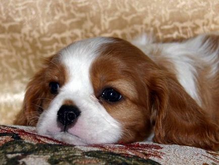 Îngrijirea și întreținerea regelui Cavalier Charles Spaniel