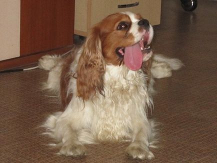 Kezelés és karbantartás A Cavalier King Charles spániel