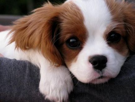 Îngrijirea și întreținerea regelui Cavalier Charles Spaniel