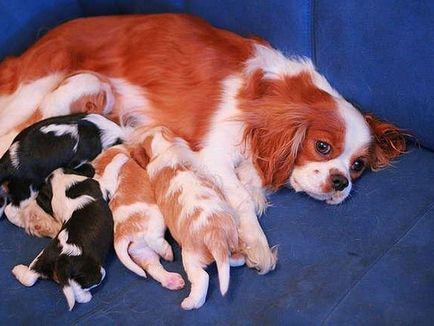 Kezelés és karbantartás A Cavalier King Charles spániel