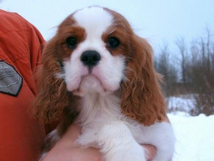 Kezelés és karbantartás A Cavalier King Charles spániel