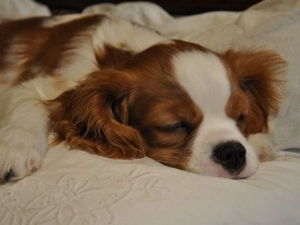 Kezelés és karbantartás A Cavalier King Charles spániel