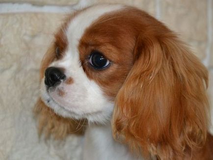 Kezelés és karbantartás A Cavalier King Charles spániel