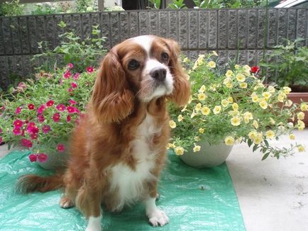 Kezelés és karbantartás A Cavalier King Charles spániel