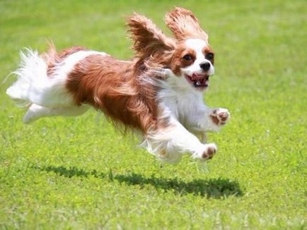 Kezelés és karbantartás A Cavalier King Charles spániel