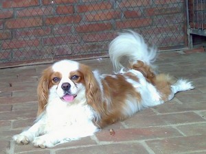 Îngrijirea și întreținerea regelui Cavalier Charles Spaniel