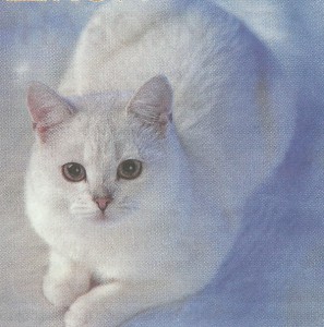 Догляд за білою кішкою, Зоосвіт