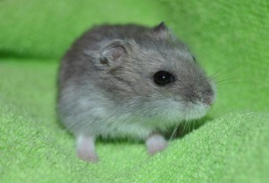 Îngrijire pentru hamsterii Dzhungar, cum să aibă grijă de jungari la domiciliu