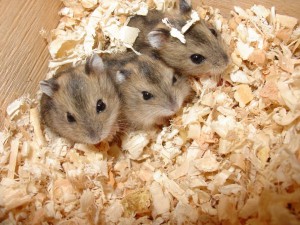 Îngrijire pentru hamsterii Dzhungar, cum să aibă grijă de jungari la domiciliu