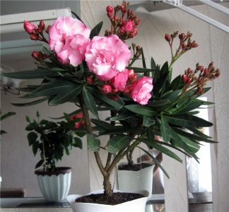 Grijă de oleander la domiciliu, boli și dăunători, frunze toamna