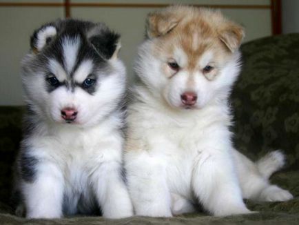 Care Huskies