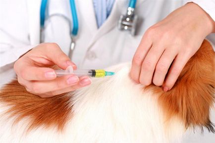 Vaccinarea pentru schemele de câini, cui, când, de ce recomandările medicilor veterinari - bolile câinilor