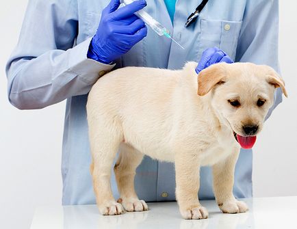 Vaccinarea pentru schemele de câini, cui, când, de ce recomandările medicilor veterinari - bolile câinilor