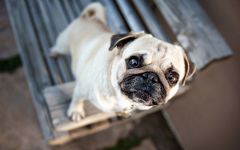 Védőoltás a kutyák, kölykök oltás immunitás szerzett örökletes oltási bélgyulladás