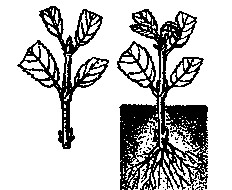 Reproducerea vegetativă a plantelor erbacee și ornamentale