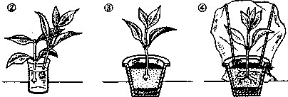 Reproducerea vegetativă a plantelor erbacee și ornamentale