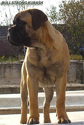 Alegeți un bullmastiff cățel 1