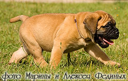 Alegeți un bullmastiff cățel 1