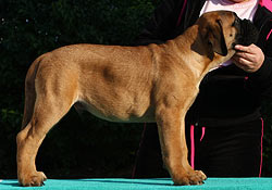 Alegeți un bullmastiff cățel 1