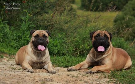 Alegerea unui cățeluș - bullmastiff, pepinieră bullmastiff, cățeluși de bullmastiff