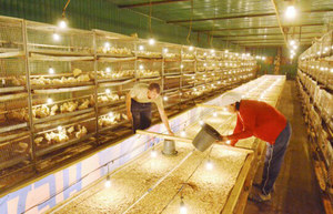 Este profitabilă păstrarea unei ferme de prepelițe ca o afacere?