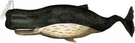 Вінтажно зображення (малюнок) кита (кашалота)