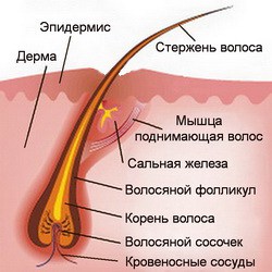 Îndepărtați mătreața pentru păr cu preparate - produse naturale și de agrement dr