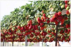 Cultivarea căpșunilor pe tot parcursul anului este un mit sau o realitate