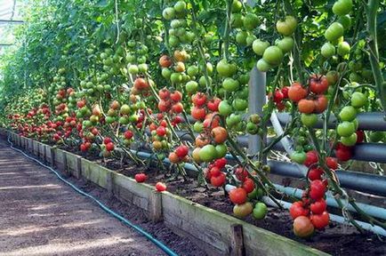 Cultivarea tomatelor într-o seră în timpul iernii