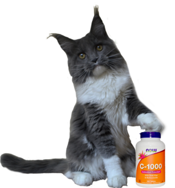 Vitaminok macskáknak