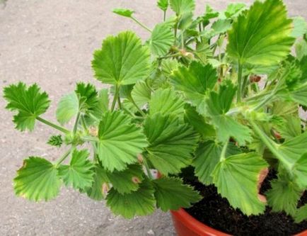 Aflăm motivele pentru care geraniul nu înflorește (condiții interne de geranium) Aflăm motivele pentru care geraniumul nu înflorește