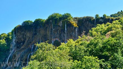 Cascada creasta (coroana regala -)