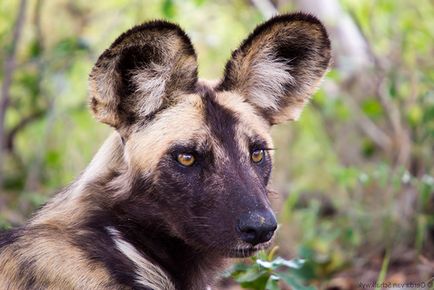 Totul despre câinele de hienă și viața sa în sălbăticie, totul despre animale