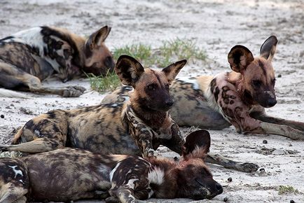 Totul despre câinele de hienă și viața sa în sălbăticie, totul despre animale