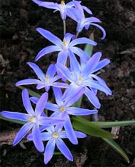 Chionodoxa - plante de casa