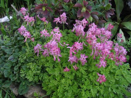 Corydalis hosszú ideig tartó termesztés, gondozás és szaporítása